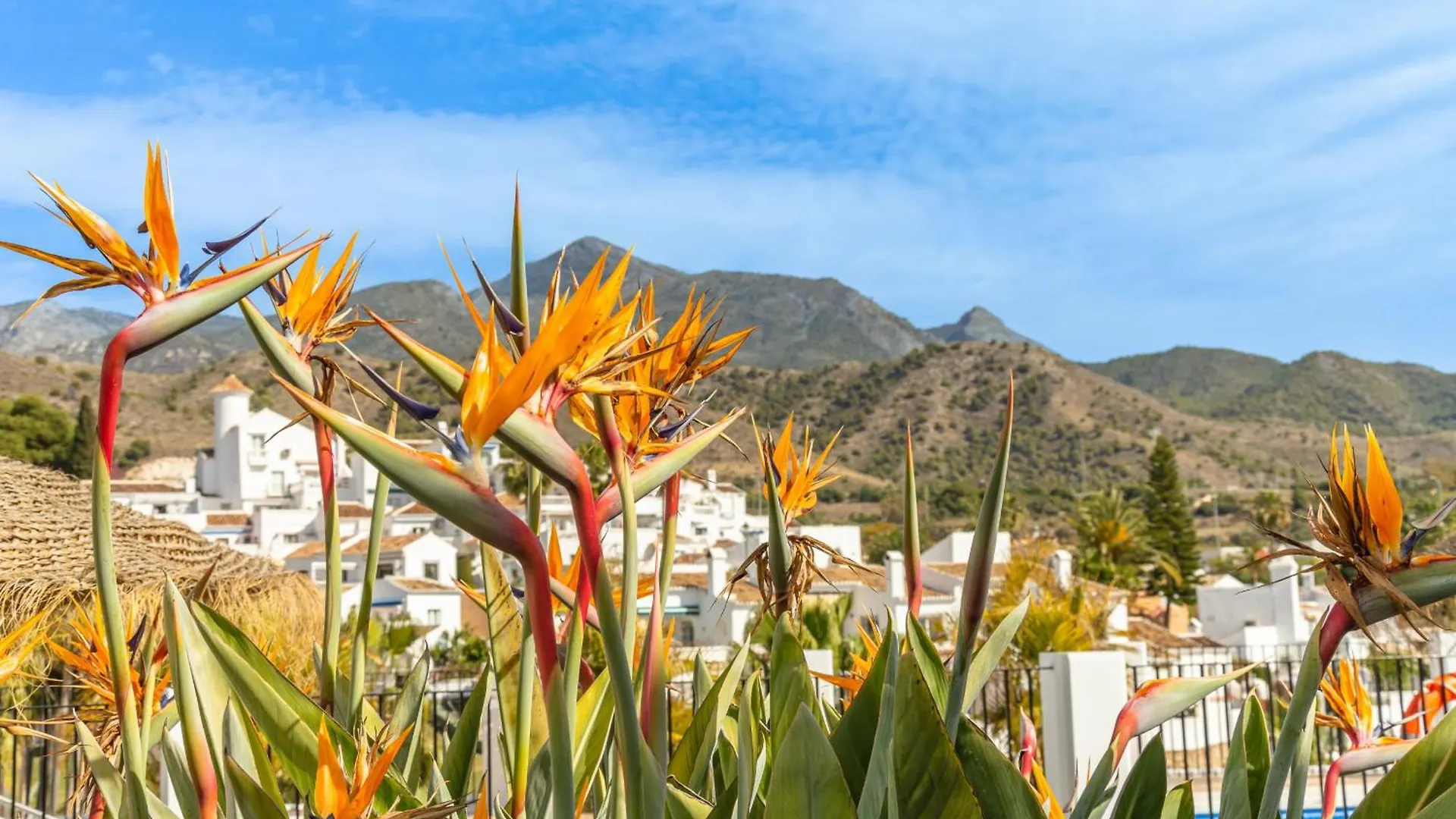 Las Palmas 4B Oasis Properties ネルハ アパート